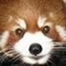 Open Collective Avatar for Greg G